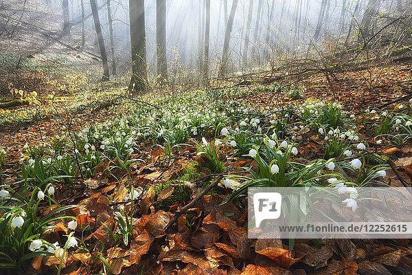 Lichtdurchfluteter Wald mit Frühlingsschneeflocken (Leucojum vernum)  Ziegelrodaer Forst  Sachsen-Anhalt  Deutschland  Europa
