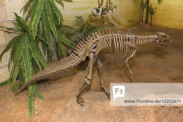 Skelett eines Dinosauriers  Sirindhorn Dinosaurier Museum  Non Buri  Sahatsakhan Bezirk  Kalasin Provinz  Isan  Thailand  Asien