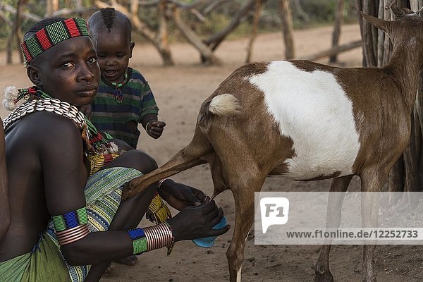 Young woman with toddler milking goats  Hamer tribe  Turmi  region of the southern nations  Ethiopia  Africa