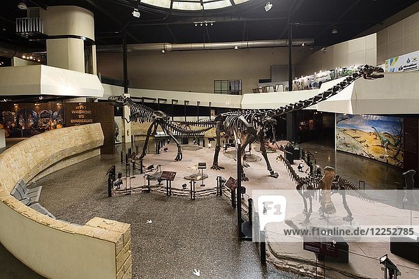 Eingangshalle mit Dinosaurierskeletten  Sirindhorn Dinosaur Museum  Non Buri  Sahatsakhan Bezirk  Kalasin Provinz  Isan  Thailand  Asien