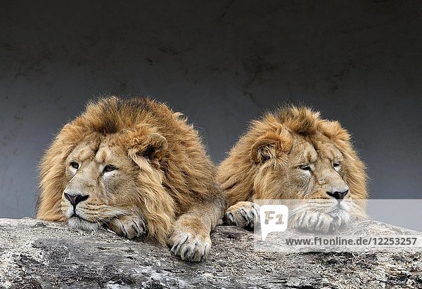 Asiatische Löwen (Panthera leo persica)  zwei Männchen  die nebeneinander schlafen  Tierporträt  in Gefangenschaft