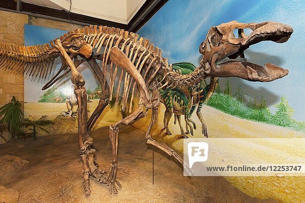 Skelett eines Dinosauriers  Sirindhorn Dinosaurier Museum  Non Buri  Sahatsakhan Bezirk  Kalasin Provinz  Isan  Thailand  Asien