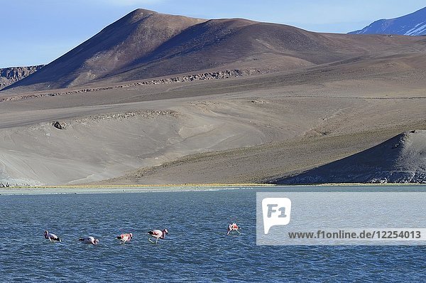 Andean flamingos (Phoenicopterus andinus) on the Laguna Santa Rosa  National Park Nevado Tres Cruces  Región de Atacama  Chile  South America