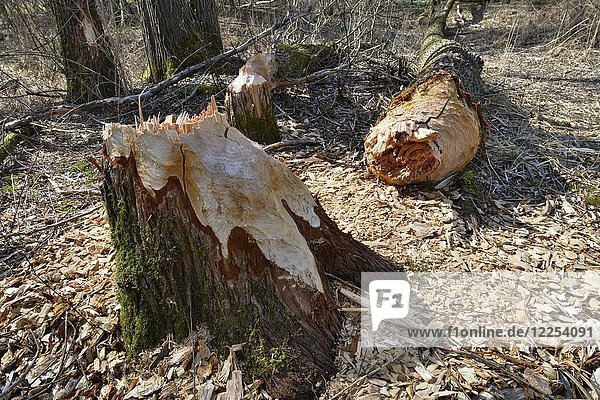 Umgestürzter Baum  Spuren des europäischen Bibers (Castor fiber)  Tirol  Österreich  Europa