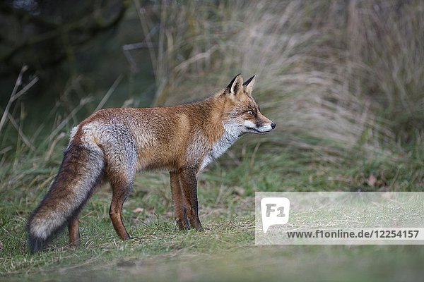 Red fox (Vulpes vulpes)  Netherlands  North Holland  Niederlande