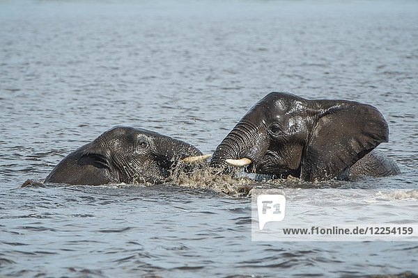 Afrikanische Buschelefanten (Loxodonta africana) beim Baden im Fluss  Chobe River Front  Chobe District  Botswana  Afrika
