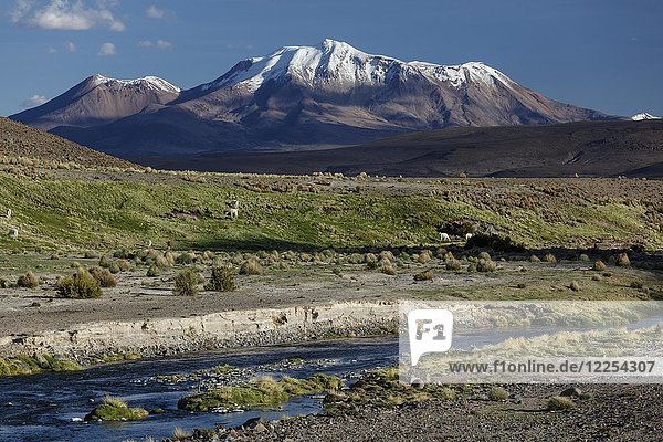 Snow covered volcano Parinacota  with Lamas at a mountain river  Putre  Region de Arica y Parinacota  Chile  South America