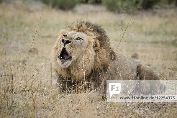 Löwe (Panthera leo) brüllt  Männchen liegt im trockenen Gras und brüllt  Savuti  Chobe-Nationalpark  Chobe-Distrikt  Botswana  Afrika