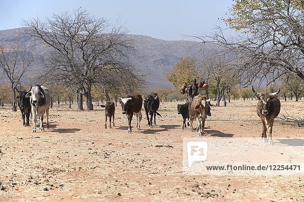 Himba man drives cattle through the dry tree savannah  Kaokoveld  Namibia  Africa