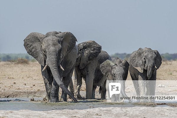 Afrikanische Elefanten (Loxodonta africana)  Elefantenherde beim Trinken an einer Wasserstelle  Nxai Pan National Park  Ngamiland District  Botswana  Afrika