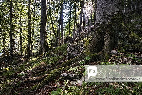 Österreichs letzte Urwälder  Urwald  Nationalpark Kalkalpen  Oberösterreich  Österreich  Europa