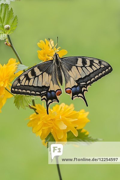 Schwalbenschwanz (Papilio machaon) am Ranunkelstrauch  Tirol  Österreich  Europa