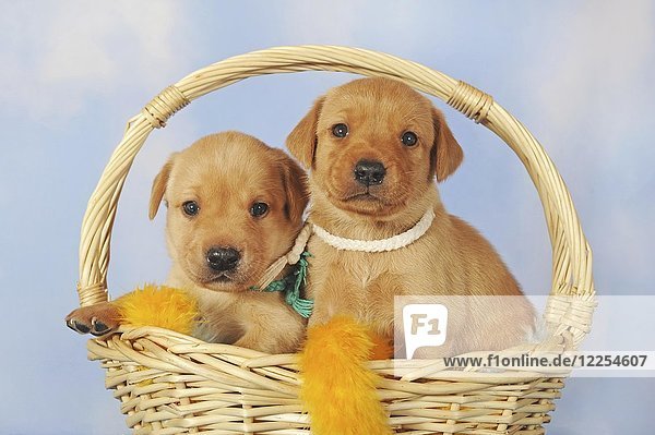 Labrador Retriever  yellow  Age 25 Days  puppies in basket