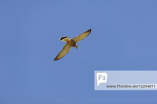 Rötelfalke (Falco naumanni) mit gefangener Eidechse  Extremadura  Spanien  Europa