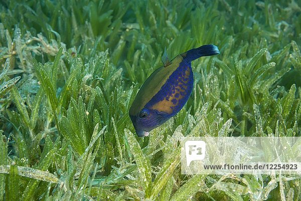 Baby Blauschwanz-Rüsselbarsch (Ostracion cyanurus) schwimmt im grünen Seegras  Rotes Meer  Dahab  Ägypten  Afrika