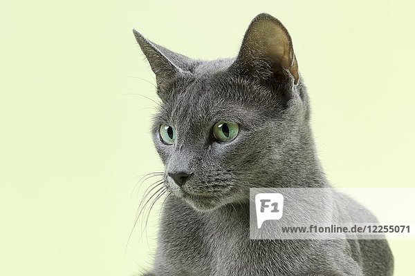 Pedigree cat Russian Blue (Felis silvestris catus)  portrait  age 5 years