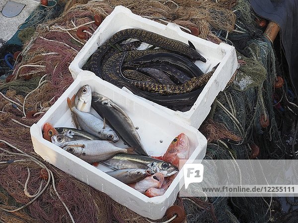 Fangfrischer Fisch und Muränen  Fischernetze  Ischia Ponte  Ischia  Kalabrien  Italien  Europa