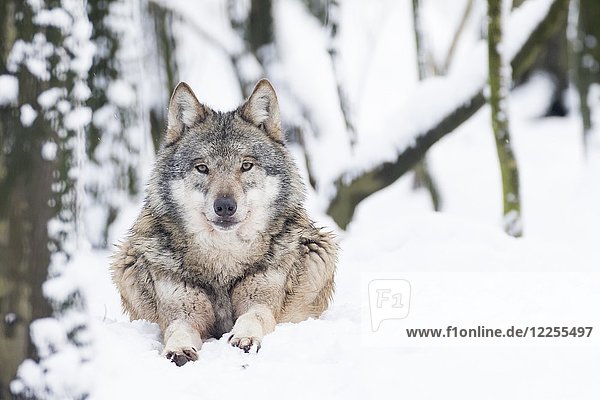 Grauwolf (Canis lupus) liegt im Schnee  in Gefangenschaft  Deutschland  Europa