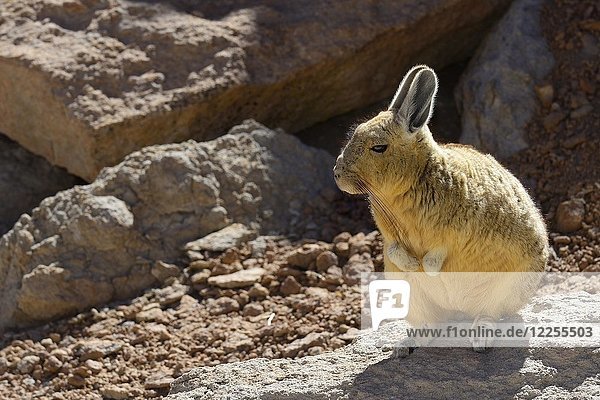 Südliche Viscacha (Lagidium viscacia)  Reserva Nacional de Fauna Andina Eduardo Avaroa  Nor Lípez  Potosi  Bolivien  Südamerika