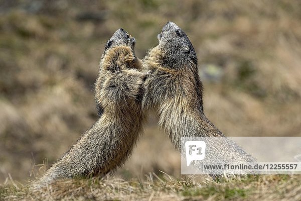 Murmeltiere (Marmota marmota)  Kämpfe  Franz-Josefs Höhe  Nationalpark Hohe Tauern  Kärnten  Österreich  Europa