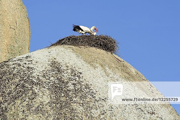 Weißstörche (Ciconia ciconia)  Paar grüßt im Nest auf Fels  Naturdenkmal Los Barruecos  Cáceres  Extremadura  Spanien  Europa