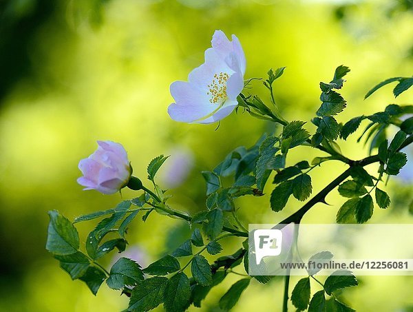 Blüte der Hundsrose (Rosa canina)  Niederrhein  Nordrhein-Westfalen  Deutschland  Europa