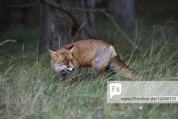 Red fox (Vulpes vulpes) on the stalk  North Holland  Netherlands