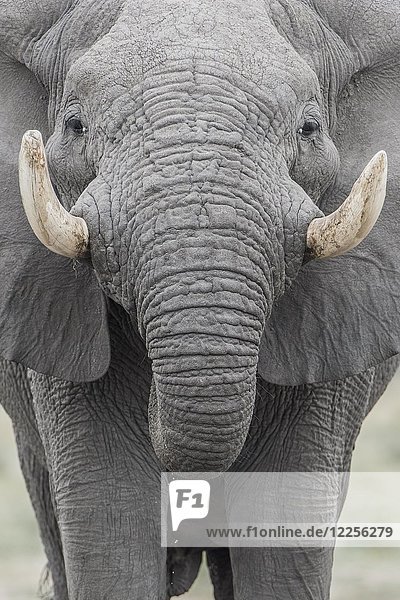 Afrikanischer Elefant (Loxodonta africana)  Porträt  Nahaufnahme  Marabou Pan  Savuti  Chobe-Nationalpark  Chobe-Distrikt  Botsuana  Afrika
