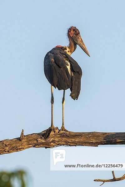 Der Marabu-Storch (Leptoptilos crumeniferus) befindet sich in Ast  Chobe National Park  Chobe District  Botswana  Afrika