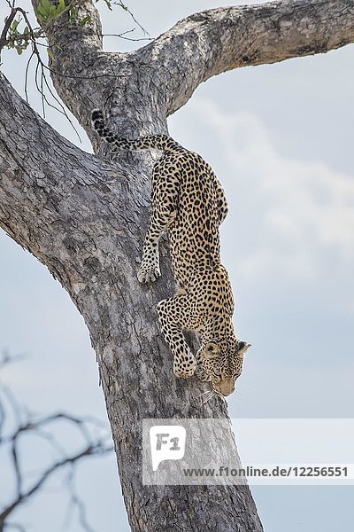 Leopard (Panthera pardus) klettert von einem Baum  Peter's Pan  Savuti  Chobe-Nationalpark  Chobe-Distrikt  Botsuana  Afrika