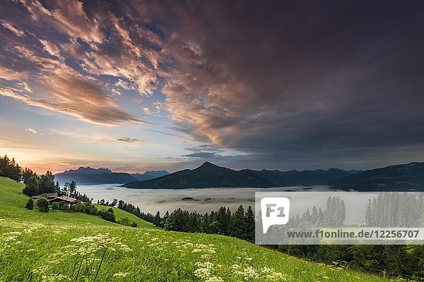 Bergwiese mit Berggipfel mit Nebelmeer bei Sonnenaufgang  Wilder Kaiser  Scheffau  Tirol  Österreich  Europa