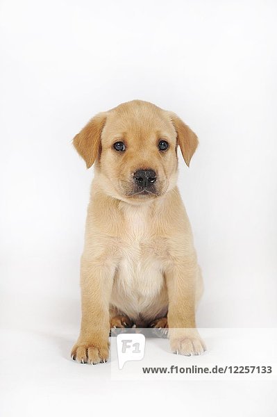 Labrador Retriever Gelb Welpe 6 Wochen Sitzend