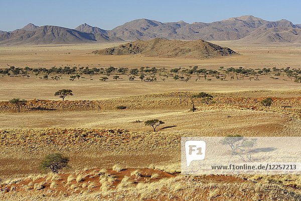Karges Grasland  Gondwana Namib Park  nahe Sesriem  Hardap Region  Namibia  Afrika