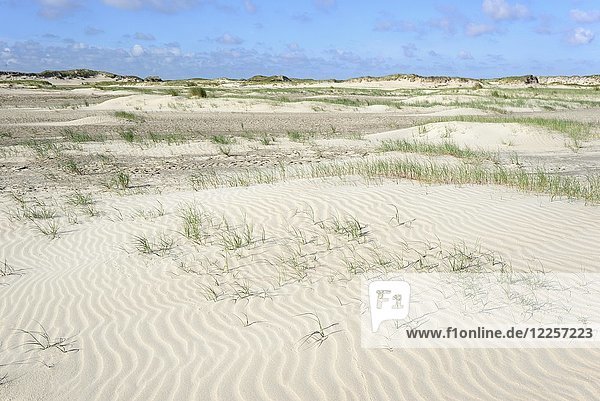 Dune landscape with wavelike structure in white sand  ripple  Norderney  East Frisian Islands  North Sea  Lower Saxony  Germany  Europe