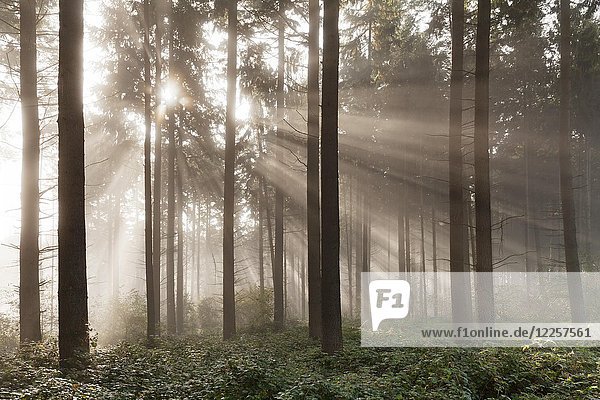 Sonnenstrahlen im Wald mit Morgennebel  Moseleifel  Rheinland-Pfalz  Deutschland  Europa