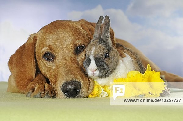 Labrador Retriever  gelb  Hündin und Zwergkaninchen liegen nebeneinander