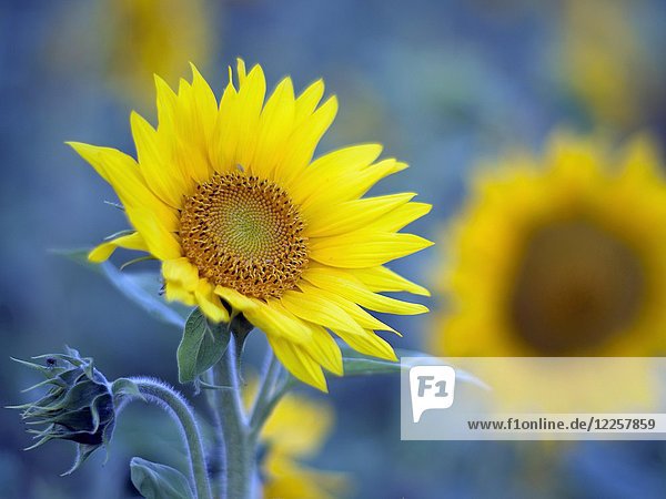 Sonnenblumen (Helianthus)  Sonnenblumenfeld  Nordrhein-Westfalen  Deutschland  Europa
