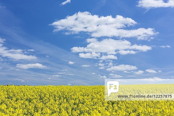 Blühendes Rapsfeld  blauer Himmel mit Wolken  Sachsen  Deutschland  Europa