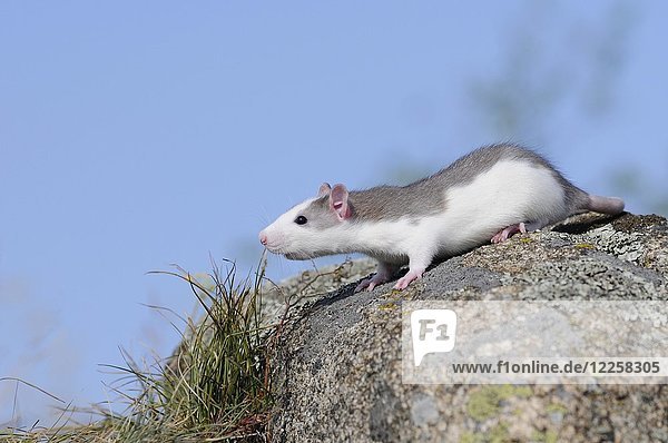 Zierliche Ratte (Rattus norvegicus forma domestica) auf einem Felsen