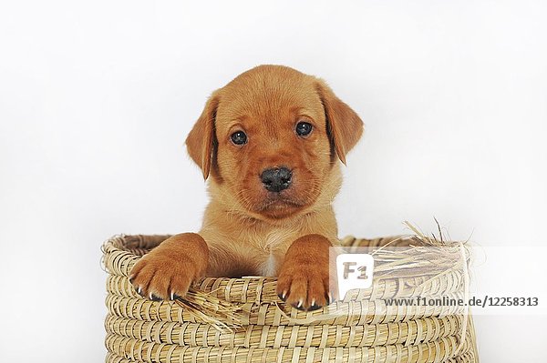 Labrador Retriever  yellow  puppy 6 weeks  sitting in basket