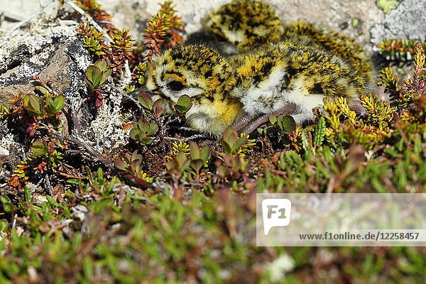 Goldregenpfeifer (Pluvialis apricaria)  ein wenige Tage altes Küken  getarnt zwischen Bodendeckern in der Tundra  Norwegen  Europa
