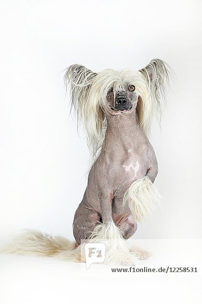 Hunderasse Chinese Crested Hairless  männlicher Hund  sitzend  Studioaufnahme