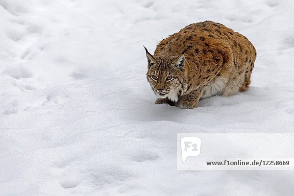 Eurasischer Luchs (Lynx lynx)  Jungtier im Schnee  in Gefangenschaft  Bayern  Deutschland  Europa