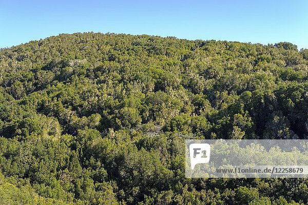 Wald im Garajonay-Nationalpark  in der Nähe von Vallehermoso  La Gomera  Kanarische Inseln  Spanien  Europa