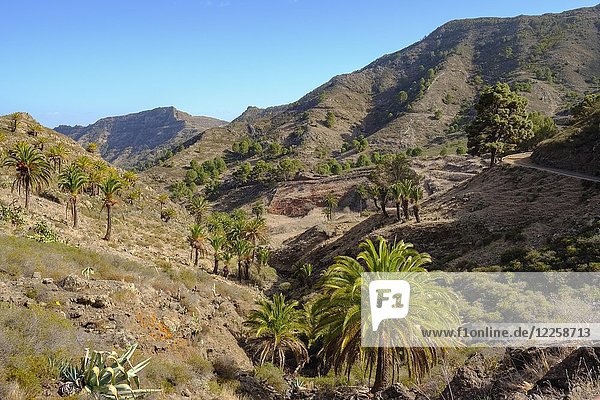 Mountain landscape with Canary Island date palms (Phoenix canariensis)  Enchereda  Parque Natural de Majona  near San Sebastian  La Gomera  Canary Islands  Spain  Europe