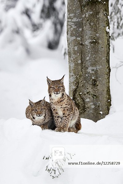 Eurasische Luchse (Lynx lynx)  Jungtiere im Schnee sitzend  in Gefangenschaft  Deutschland  Europa