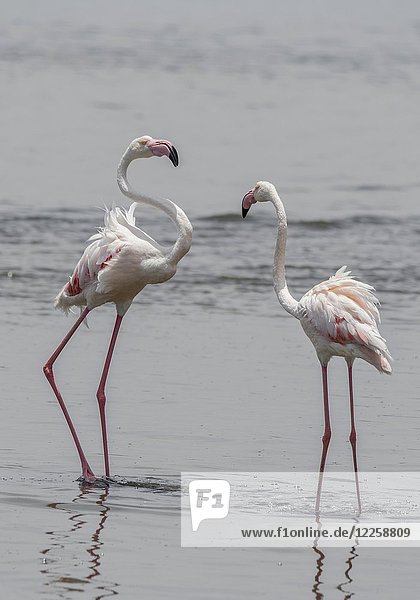Große Flamingos (Phoenicopterus roseus) im flachen Wasser stehend  Walvis Bay  Erongo District  Namibia  Afrika