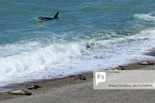 Killer whale (Orcinus orca) searching for prey in front of gravel bank with Southern elephant seals (Mirounga leonina)  peninsula Valdes  Chubut  Argentina  South America