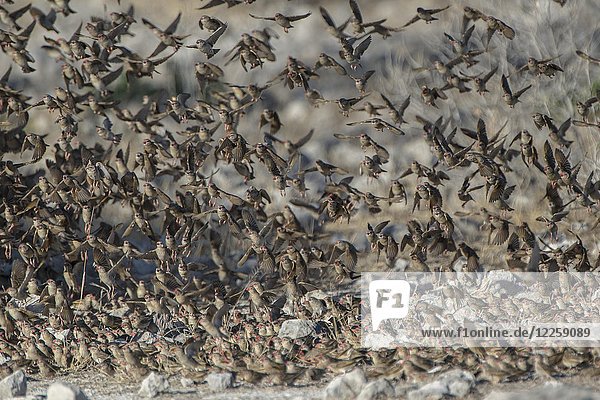 Vogelschwarm  Rotschnabelgans (Quelea quelea)  fliegend am Wasserloch Klein Namutoni  Etosha National Park  Namibia  Afrika
