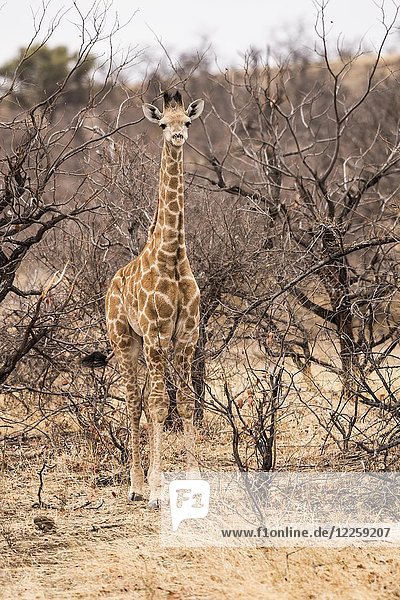 Giraffe (Giraffe Camelopardalis) getarnt im Busch  Weibchen  Mashatu Game Reserve  Tuli Block  Botswana  Afrika